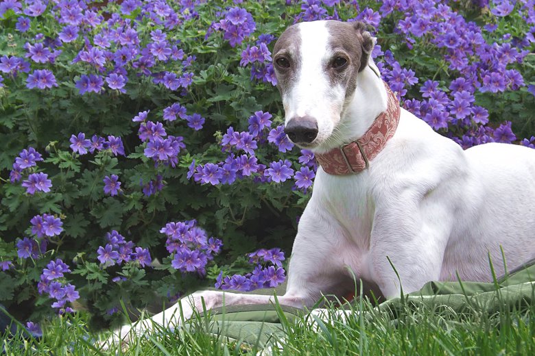 Blue & white greyhound in front of flower bush