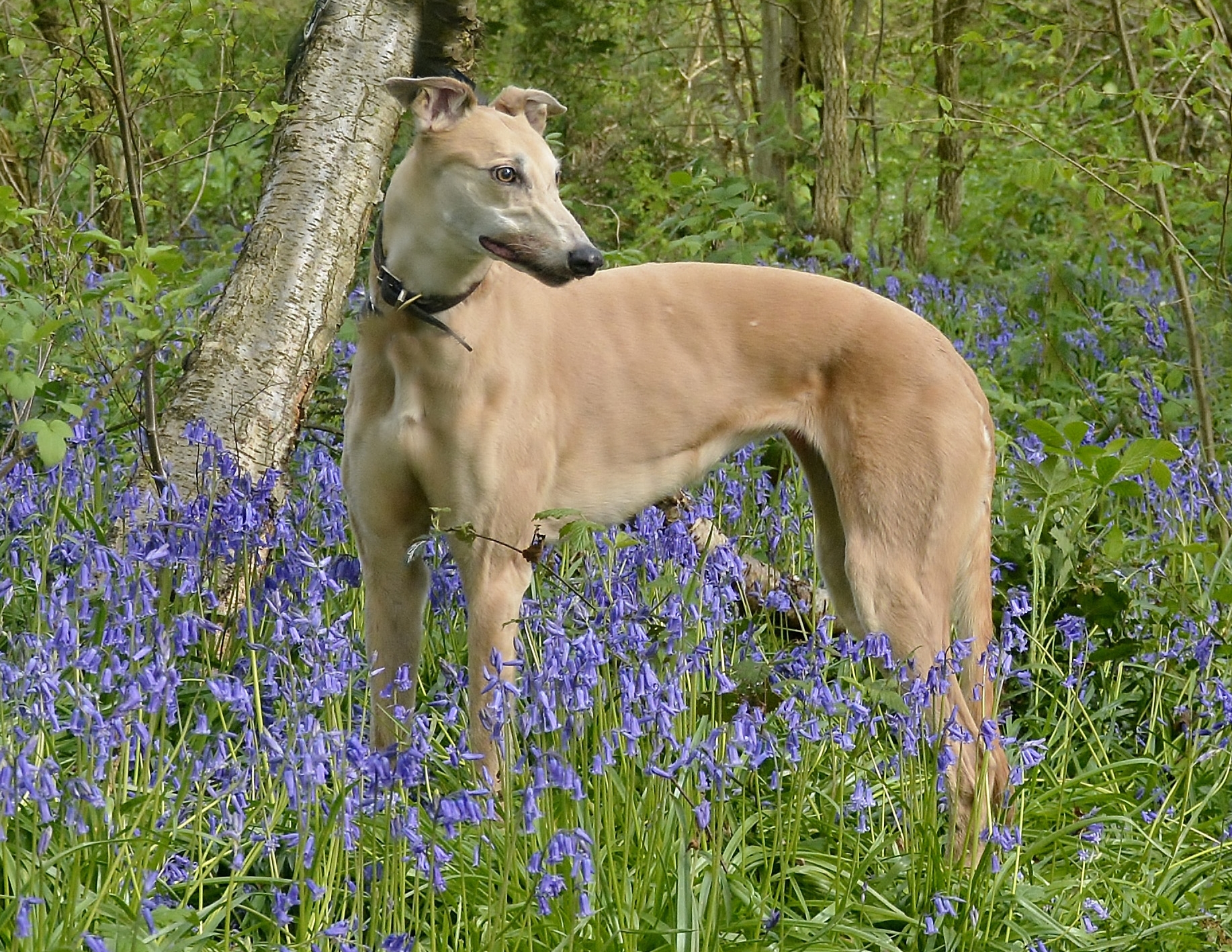 Fawn female greyhound in bluebells