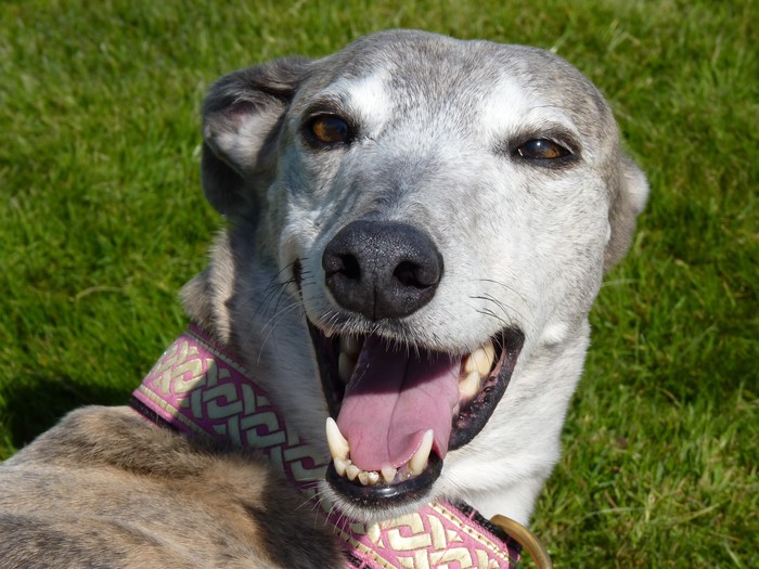 Blue brindle greyhound "smiling" (headshot)