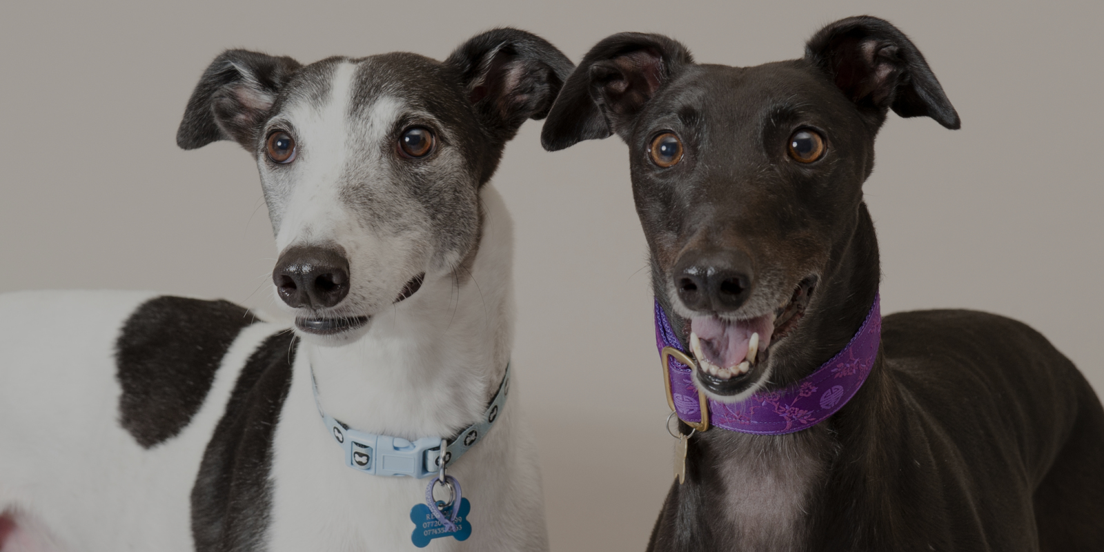 Professional portrait of two greyhounds