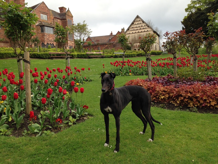 Black female greyhound in tulips