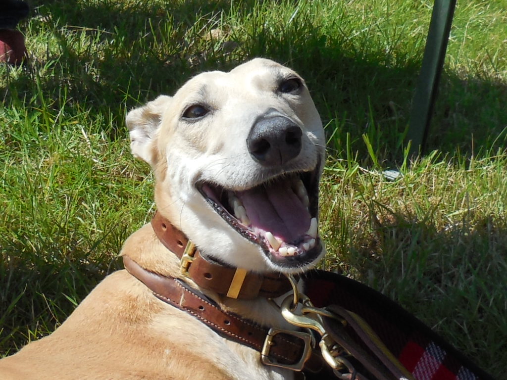 Headshot of smiling fawn greyhound