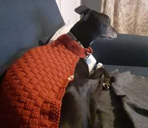 Greyhound in knitted cardigan