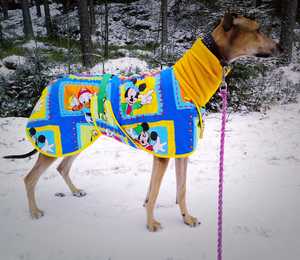 A greyhound wearing a coat covering in Disney images